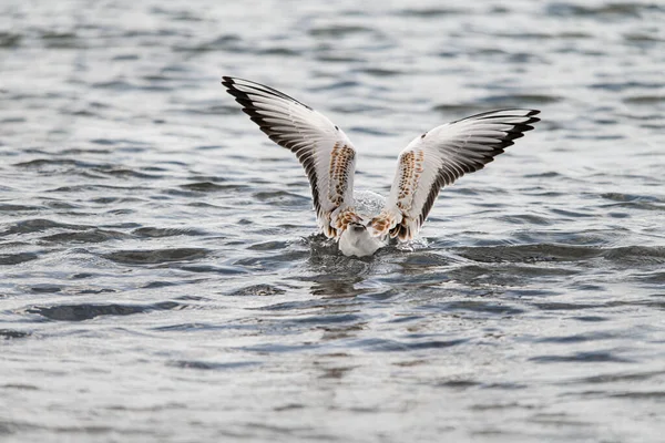 Mooie Achteraanzicht Van Meeuw Drijvend Het Water Met Opgeheven Vleugels — Stockfoto