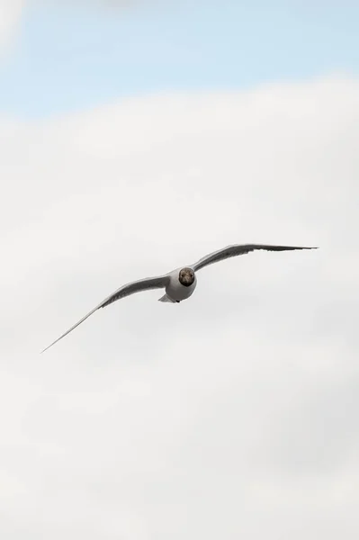 Beautiful Black Headed Gull Also Known Chroicocephalus Ridibundus Soaring Sky — Stock Photo, Image