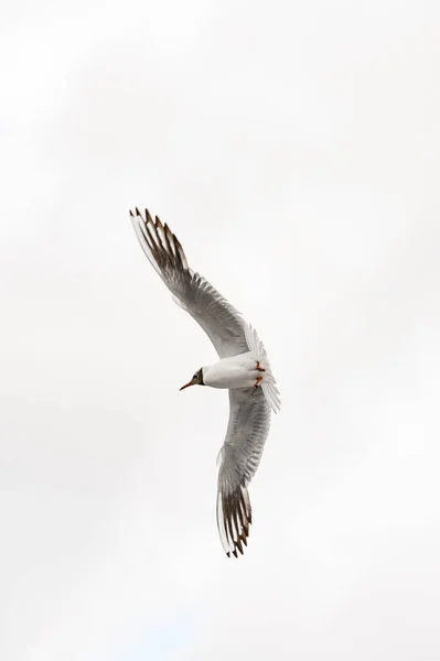 Black Headed Gull Also Known Chroicocephalus Ridibundus Soaring Sky Bird — Stock Photo, Image