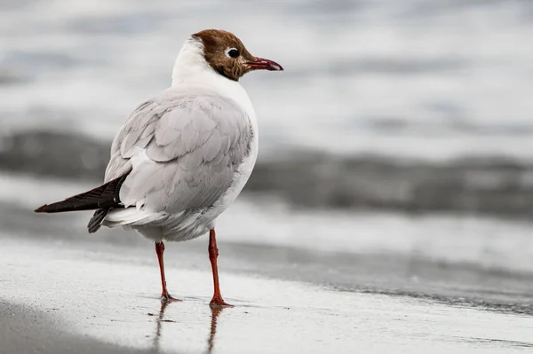 Pretty Young Black Headed Gull Standing Sandy Coast Water Blurred — Φωτογραφία Αρχείου