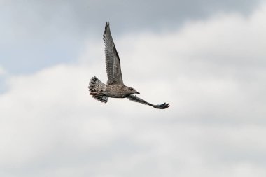 Gökyüzünde süzülen genç martıların harika manzarası. Deniz kuşu kanatlarını açıp uçar.