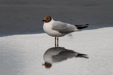 Kroicocephalus ridibundus olarak da bilinen genç siyah başlı martıların su ve yansımasında harika bir manzara var.