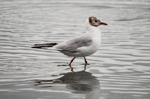 Gorgeous Close Young Black Headed Gull Also Known Chroicocephalus Ridibundus — Photo