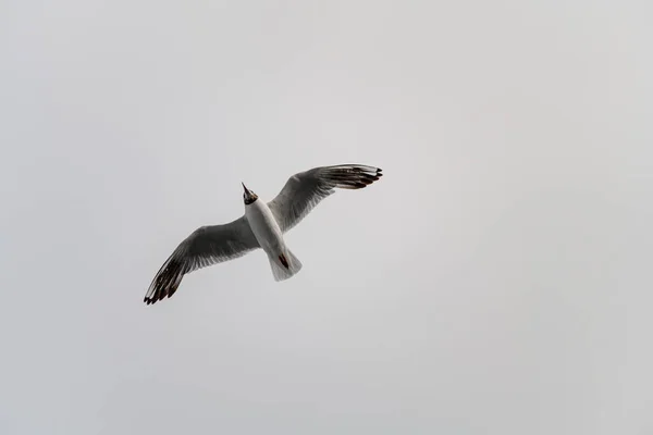 Great View Beautiful Black Headed Gull Also Known Chroicocephalus Ridibundus —  Fotos de Stock