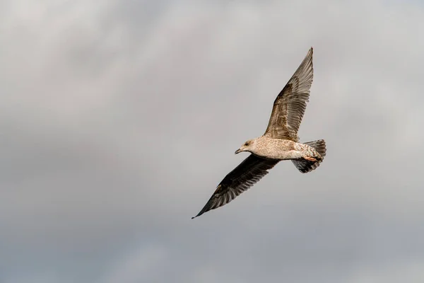 Great View Young Brown Mottled Seagull Flies Its Wings Spread — Stock Photo, Image