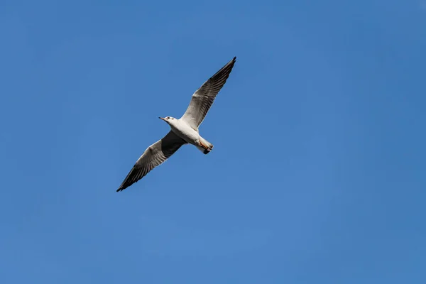 White Seagull Fly High Clear Blue Sky Seabird Flight Gull — ストック写真