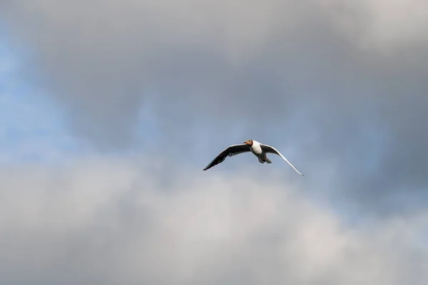 Black Headed Gull Also Known Chroicocephalus Ridibundus Flying Air Cloudy — Fotografia de Stock