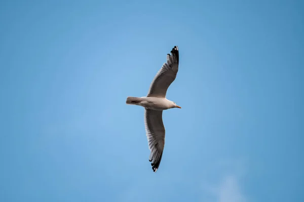 Great White Seagull Fly High Clear Blue Sky Seabird Flight — Fotografia de Stock