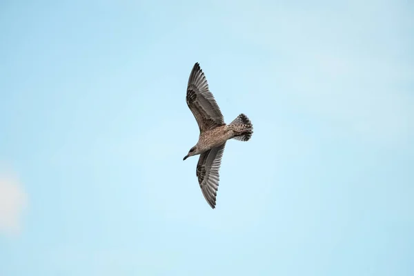 Beautiful Young Brown Mottled Seagull Flies Its Wings Spread Wide — Stock Fotó