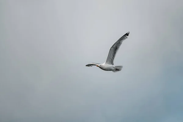 White Seagull Fly High Grey Cloudy Sky Seabird Flight Gull — ストック写真