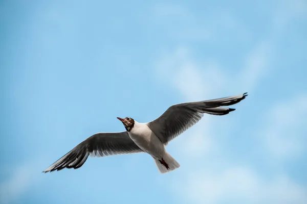 Black Headed Gull Also Known Chroicocephalus Ridibundus Flies Its Wings — ストック写真