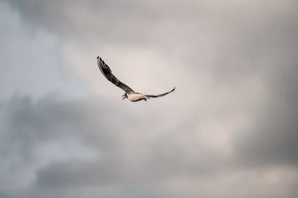 Rear View White Seagull Fly High Grey Cloudy Sky Seabird — Stock Photo, Image