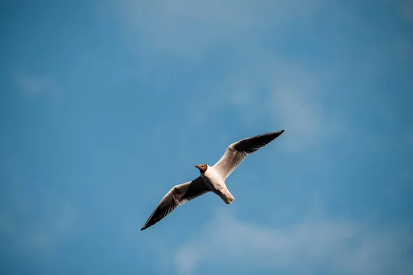 Seagull Flies Its Wings Spread Wide Blue Sky Clouds Seagull — Photo