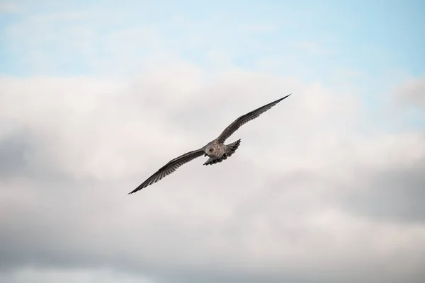 Beautiful Young Brown Mottled Seagull Flying High Wind Flying Gull — Stock Photo, Image