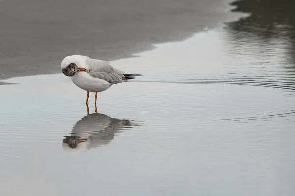 Young Black Headed Gull Also Known Chroicocephalus Ridibundus Standing Water — Stock Fotó