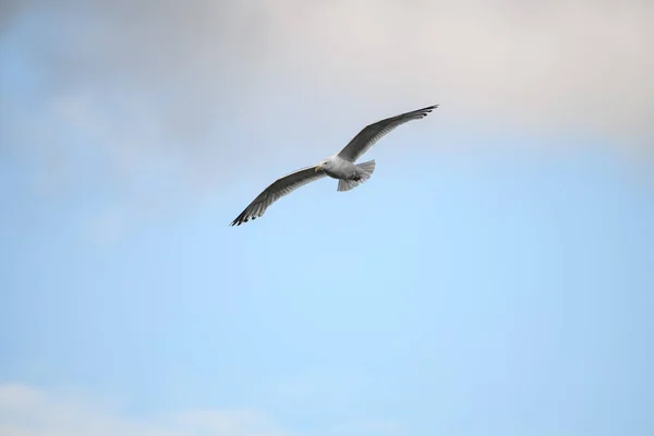 Beautiful Seagull Flying High Wind Flying Gull Seagull Flying Beautiful — Stok fotoğraf