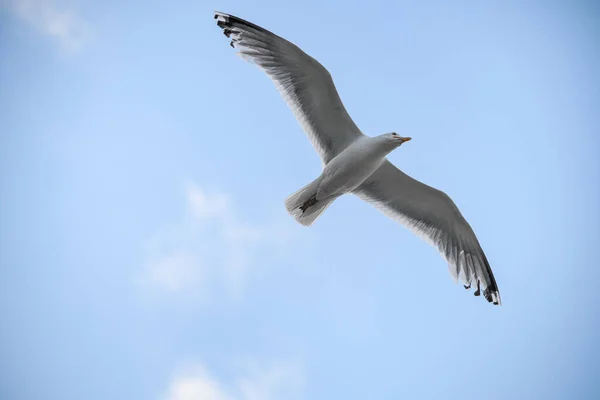 Wonderful View Beautiful White Seagull Flies Air Blue Sky Flying — Stock Photo, Image