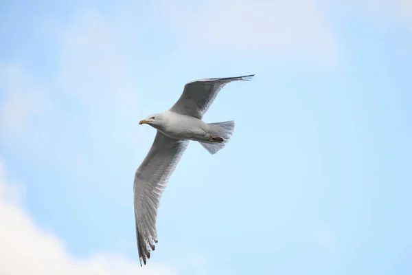 Great View Beautiful White Seagull Flies Air Blue Sky Flying — ストック写真