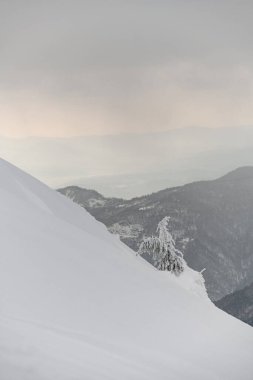 mountain slope with tree covered with white snow and beautiful mountain landscape in the background