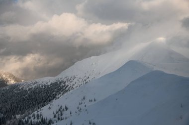 beautiful view of snowy mountain with evergreen fir trees on it. Picturesque winter landscape of Carpathian mountains.