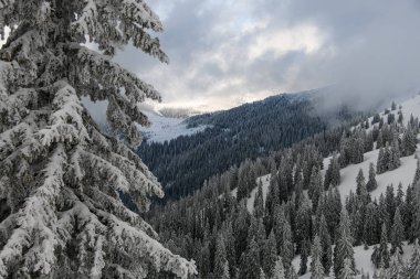 great view on snow-covered evergreen fir trees and wonderful mountain landscape. Pristine nature beauty concept