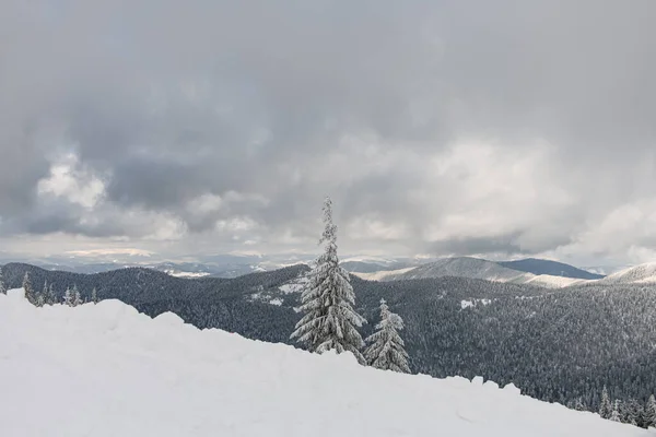 Awesome Picturesque View Mountain Hills Covered Snow Fir Trees Dramatic — Fotografia de Stock