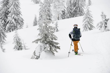 back view of man in helmet and with backpack walking on ski along winter coniferous forest. Active healthy lifestyle. Ski tour. Copy space