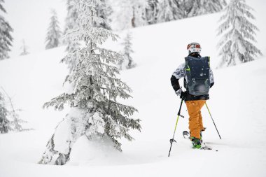 rear view of man in helmet and with backpack walking on ski along winter coniferous forest. Active healthy lifestyle. Ski tour. Copy space