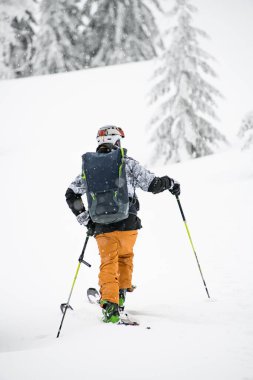 rear view of male skier with backpack and hiking equipment walking at deep snow along evergreen trees. Beautiful winter landscape at background