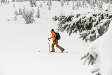 skier in colorful costume walking along snowy winter forest, ski tour. Side view, copy space, full length
