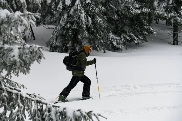 Side view of man with trekking poles walking on ski along snow-covered green coniferous forest. Active healthy lifestyle