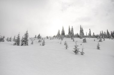 beautiful view of snowy meadow with white powdery snow and evergreen fir trees covered with snow