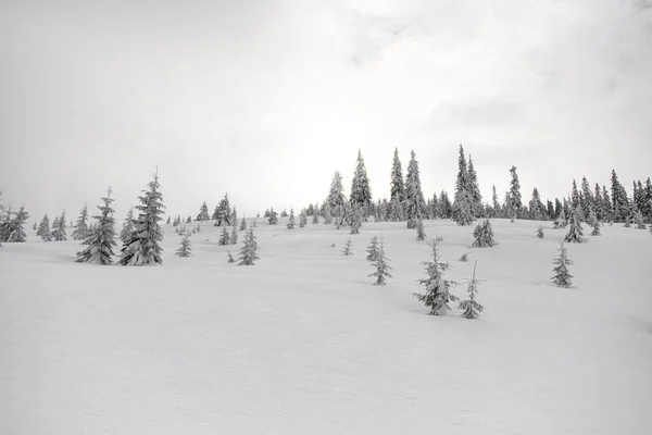 Beautiful View Snowy Meadow White Powdery Snow Evergreen Fir Trees — Zdjęcie stockowe