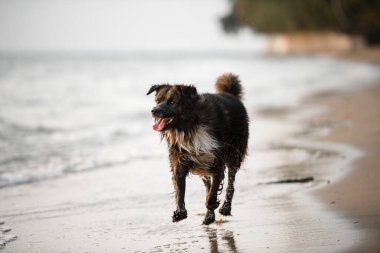 Close-up view of cute wet shaggy dog walking along the water at the sandy beach