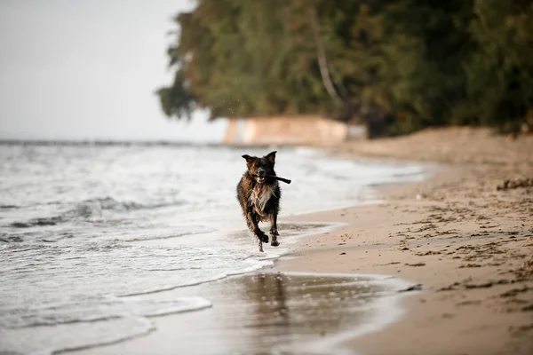 cheerful wet shaggy dog with a stick in his mouth quickly runs along the water near the sandy beach