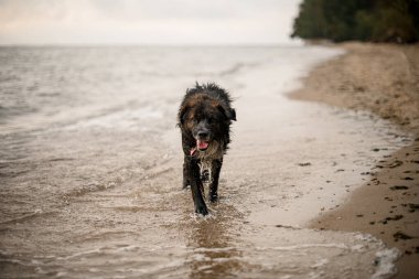 front view of cute wet shaggy dog walking along the water at the sandy beach