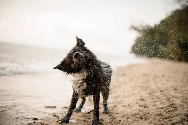 great view on cute fur wet dog shaking off water at sandy beach. Blurred background.