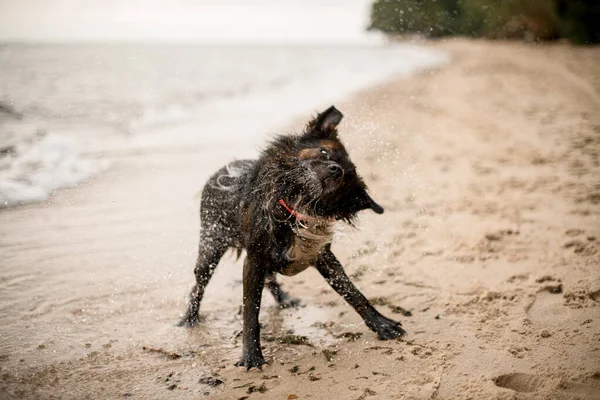 Funny view on cute fur wet dog shaking off water at sandy beach. Blurred background.