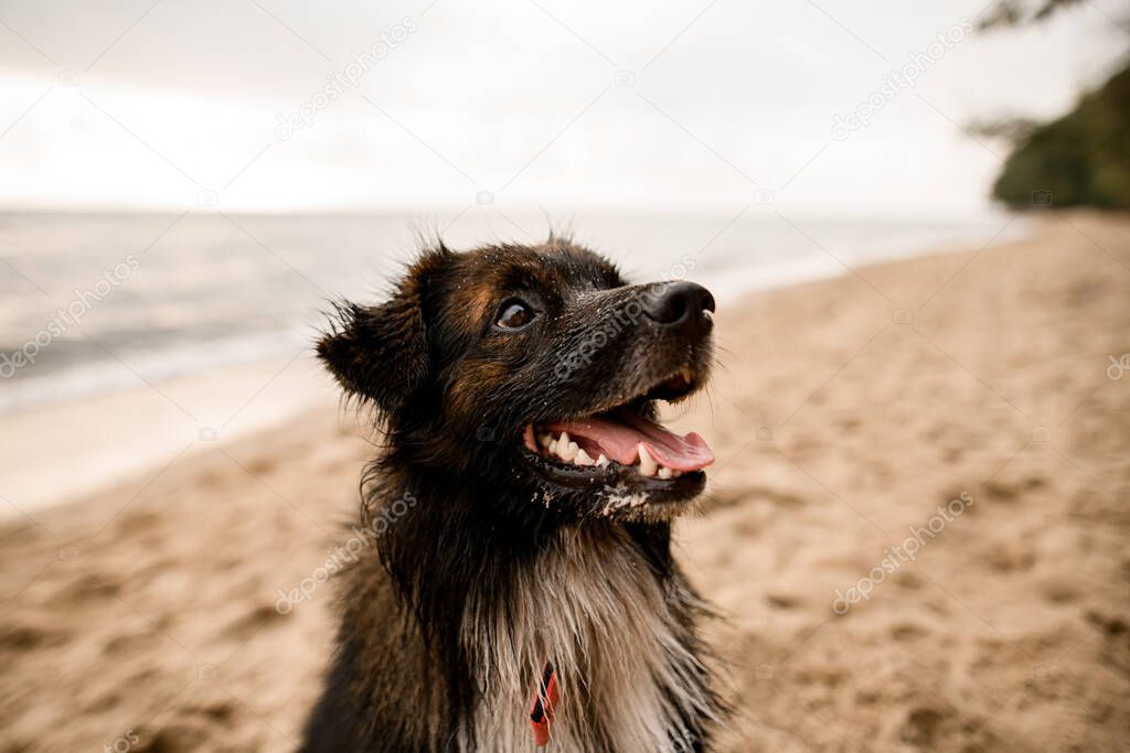 beautiful portrait of cute shaggy mongrel dog with open mouth and protruding tongue on blurred background.