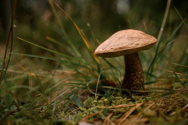 Ormandaki yeşil çimenlikteki kahverengi mantarlar üzerine seçici bir odak noktası. Yenilebilir lezzetli mantar..