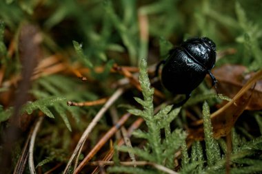 Yeşil ve sarı çimlerde ve iğnelerde siyah böceğe yakın çekim. Doğal ortamdaki böcek.