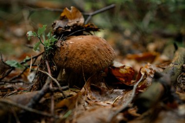 Kuru yaprakların, iğnelerin ve dalların arasında büyüyen mantarların yakın çekimi. Doğa duvar kâğıdı