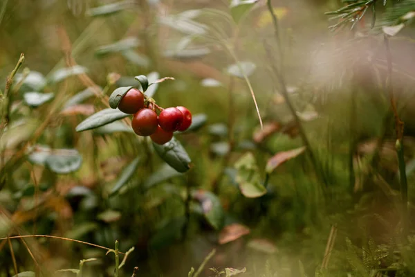 Крупным Планом Брусники Лесу Лингоягодные Растения Спелыми Красными Ягодами Естественной — стоковое фото