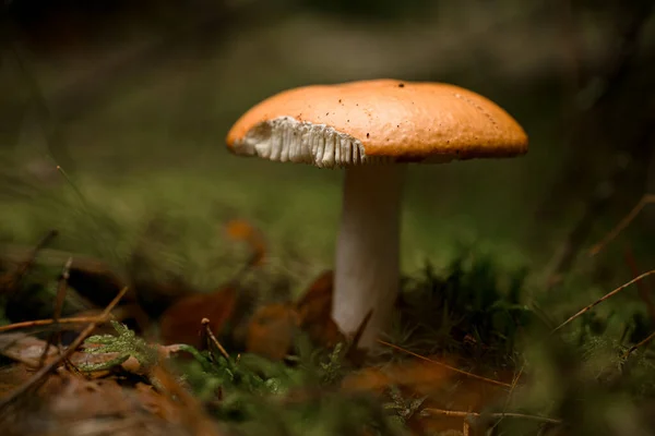 特写美丽的红豆花蘑菇与破碎的帽子 森林里的食用菌 有选择的重点 — 图库照片