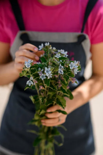 女性の手の中にOxypetalumと呼ばれる星のように咲く小さな青い花のクローズアップ束 — ストック写真