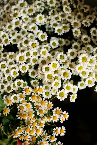 Close Van Kleine Kamille Bloemen Boeket Bloeiende Witte Weidebloem Bloemenbehang — Stockfoto