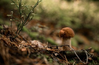 Kozalaklı ormanda yetişen sevimli ve yenilebilir porcini mantarına odaklan. Ormanda popüler mantarlar.