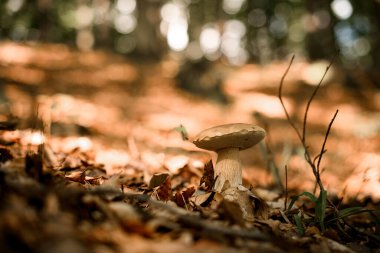 Sarı yapraklar ve kuru ağaç dalları arasında büyüyen mantarlar üzerine seçici bir odaklanma. Ormanda popüler mantarlar. Bulanık arkaplan