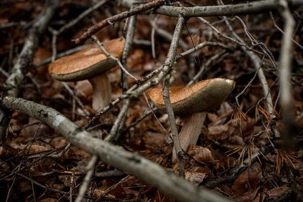 Närbild Bruna Svampar Som Växer Bland Gulnade Blad Och Torra — Stockfoto