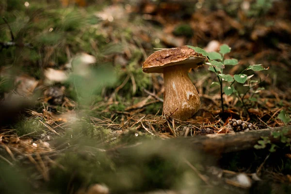 在针叶林生长的大型美丽可食褐色蘑菇的特写 森林里流行的蘑菇 — 图库照片
